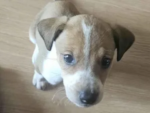 Cachorro raça SRD-ViraLata idade Abaixo de 2 meses nome Leona