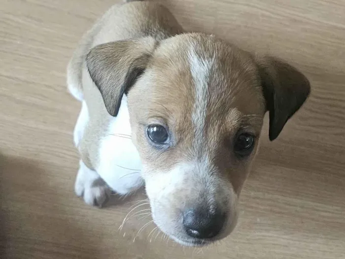 Cachorro ra a SRD-ViraLata idade Abaixo de 2 meses nome Leona