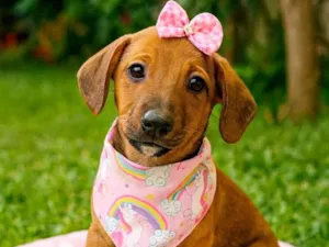 Cachorro raça SRD-ViraLata idade 2 a 6 meses nome Isis