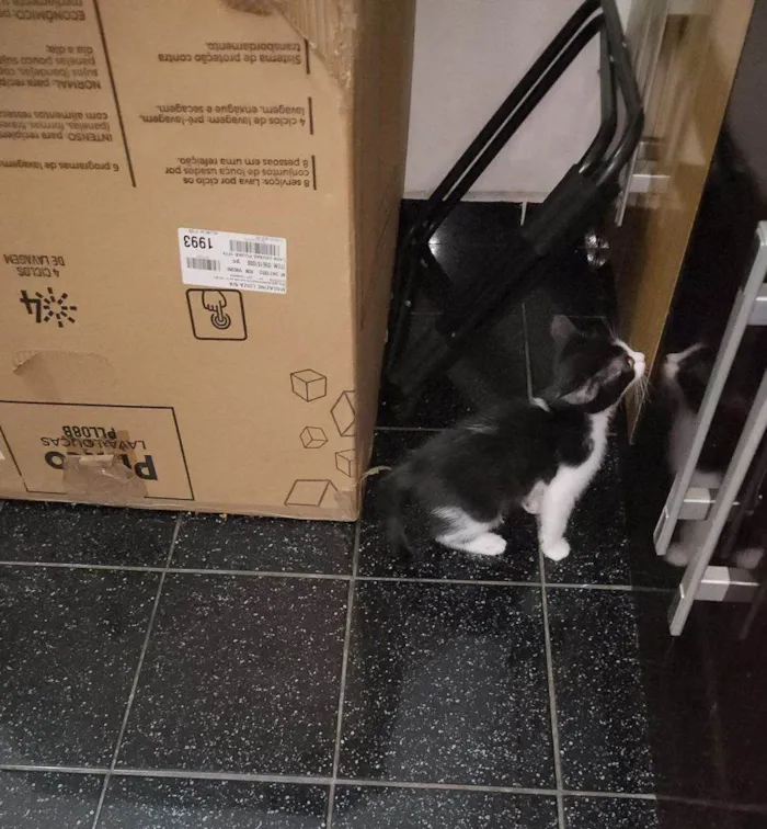 Gato ra a SRD-ViraLata idade Abaixo de 2 meses nome Falar com Everli - Whats 11 98932-6454