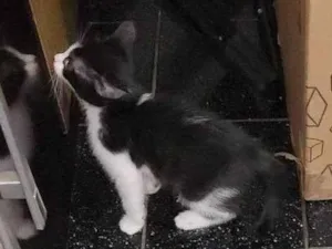 Gato raça SRD-ViraLata idade Abaixo de 2 meses nome Falar com Everli - Whats 11 98932-6454