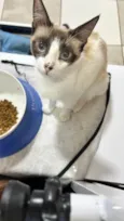 Lisa