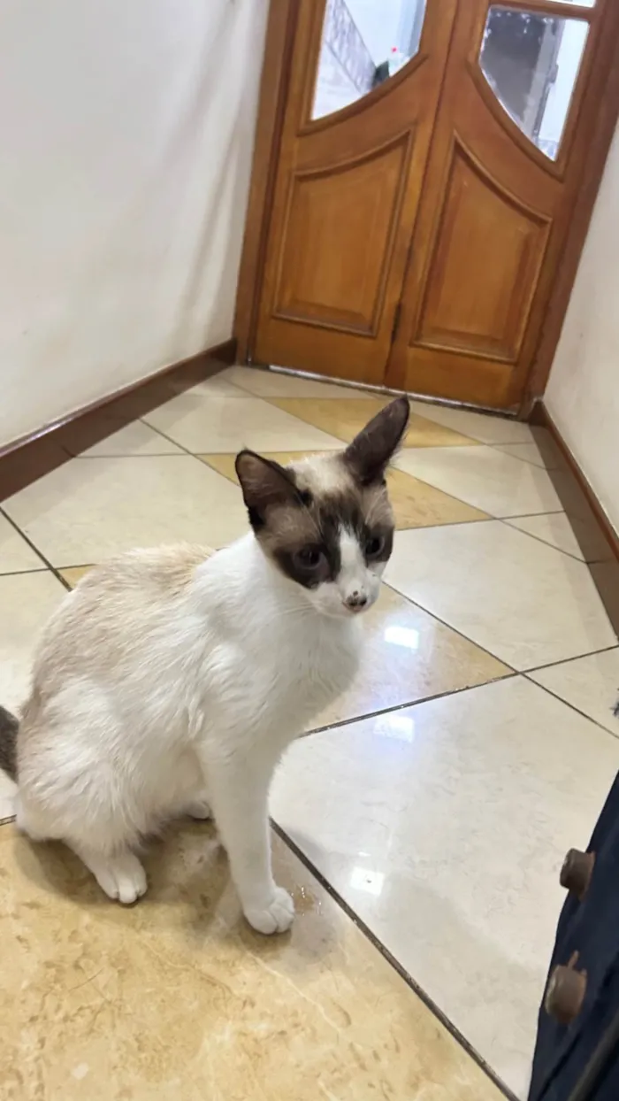 Gato ra a SRD-ViraLata idade 7 a 11 meses nome Lisa