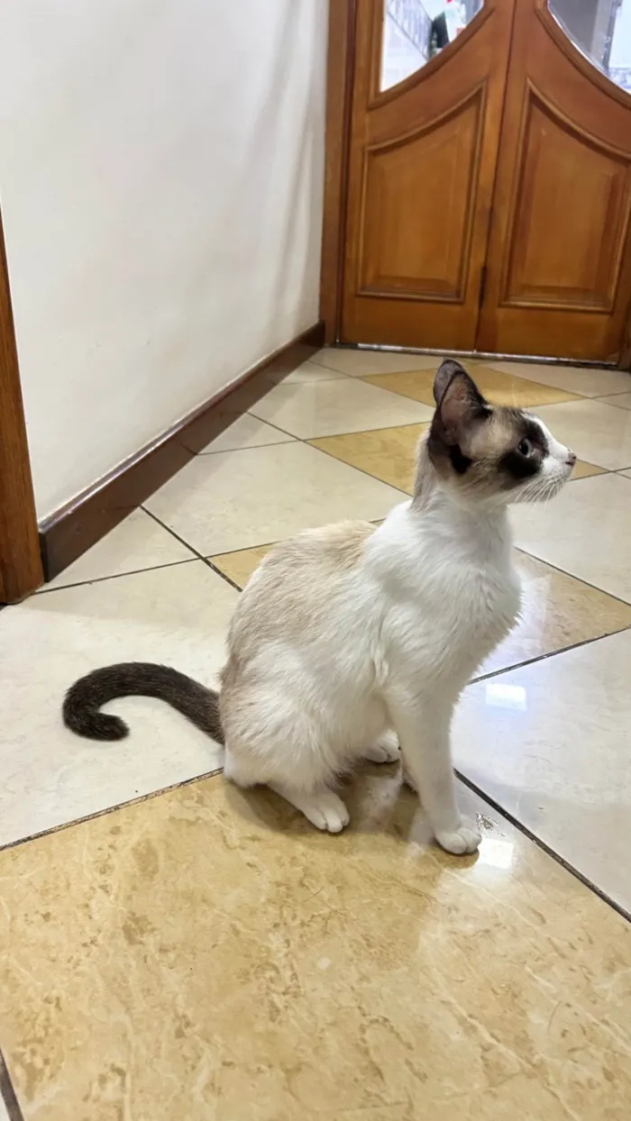 Gato ra a SRD-ViraLata idade 7 a 11 meses nome Lisa