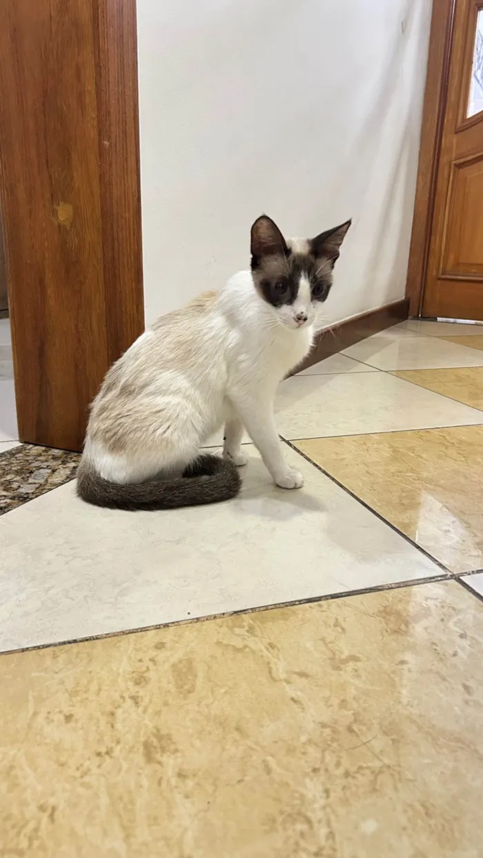 Gato ra a SRD-ViraLata idade 7 a 11 meses nome Lisa