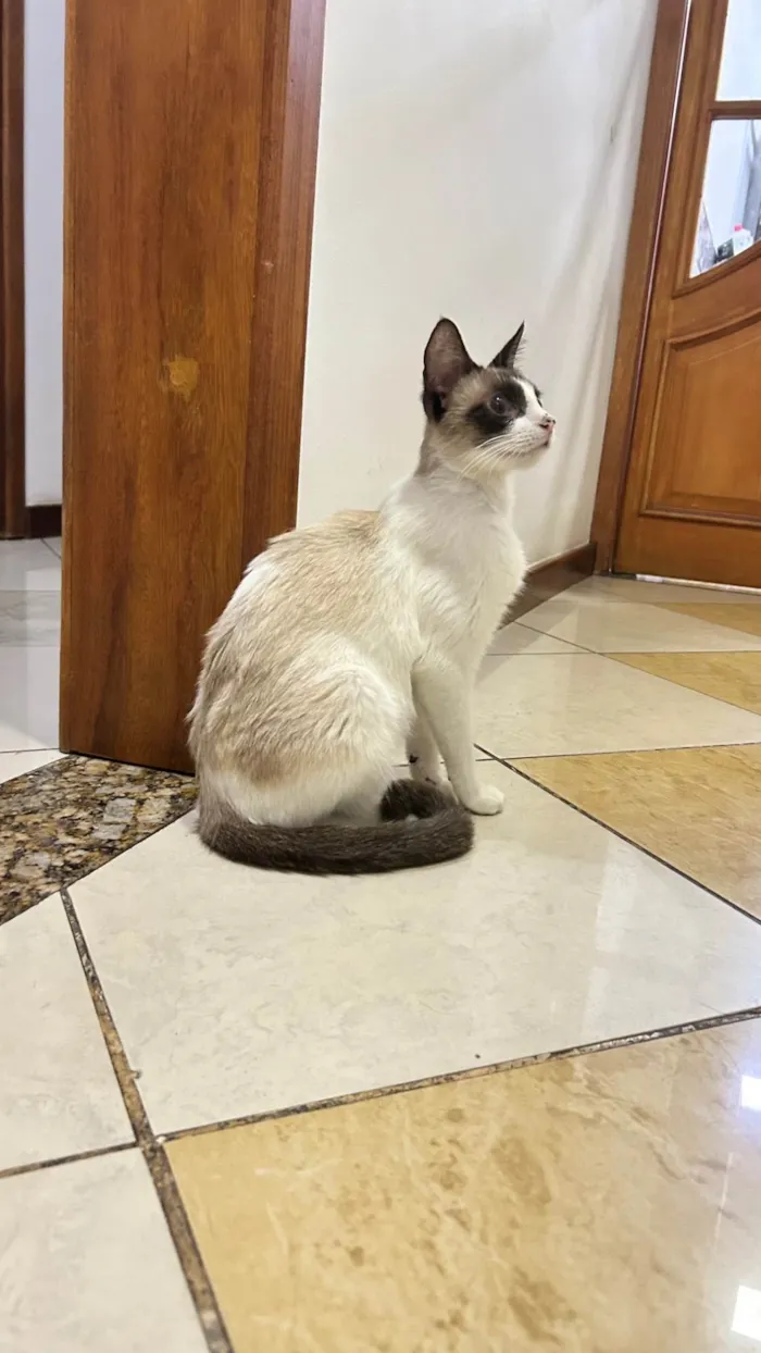 Gato ra a SRD-ViraLata idade 7 a 11 meses nome Lisa
