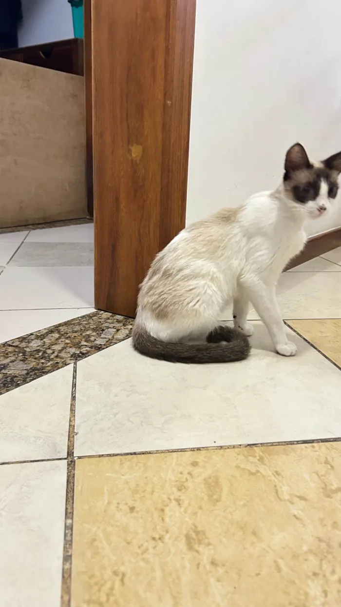 Gato ra a SRD-ViraLata idade 7 a 11 meses nome Lisa