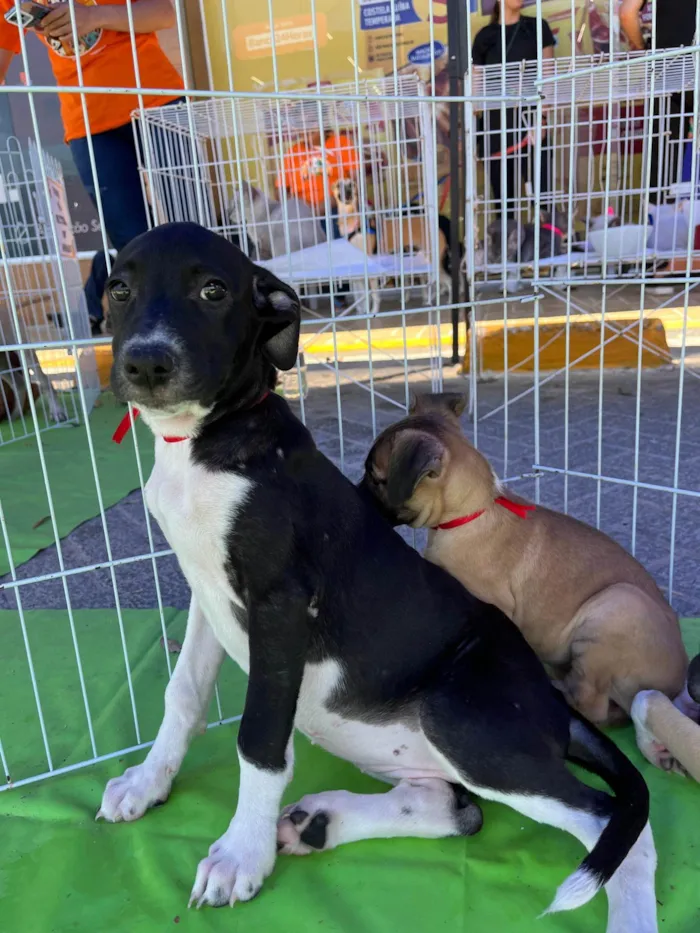 Cachorro ra a SRD-ViraLata idade 2 a 6 meses nome Maria Rita-tomou 1°dose vacina viral