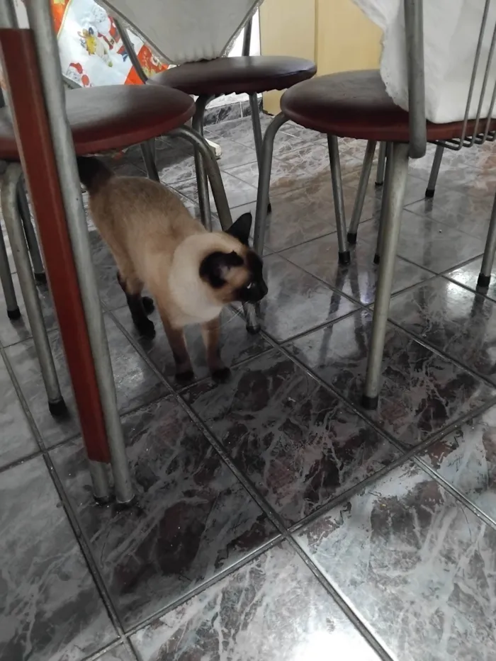 Gato ra a Siamês idade 3 anos nome Dolly