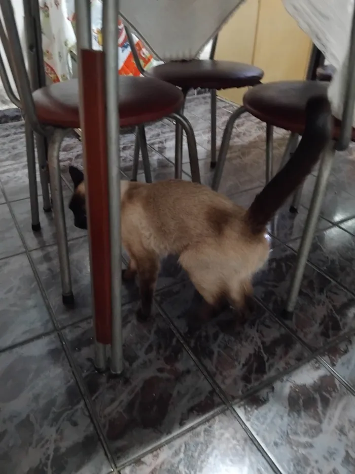 Gato ra a Siamês idade 3 anos nome Dolly