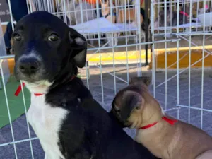 Cachorro raça SRD-ViraLata idade 2 a 6 meses nome Maria Rita-tomou 1°dose vacina viral