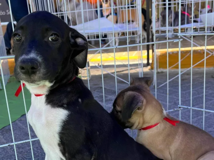 Cachorro ra a SRD-ViraLata idade 2 a 6 meses nome Maria Rita-tomou 1°dose vacina viral