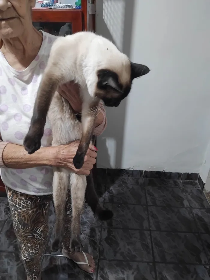 Gato ra a Siamês idade 3 anos nome Dolly