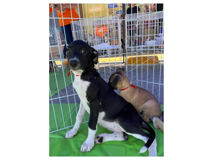 Cachorro ra a SRD-ViraLata idade 2 a 6 meses nome Maria Rita-tomou 1°dose vacina viral