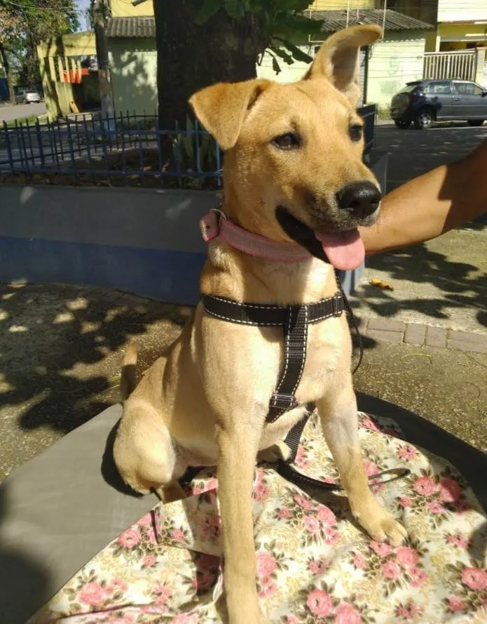 Cachorro ra a SRD-ViraLata idade 7 a 11 meses nome Vitoria