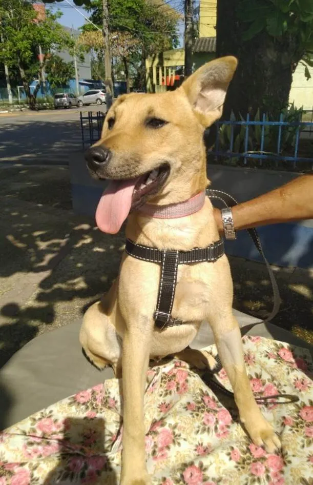 Cachorro ra a SRD-ViraLata idade 7 a 11 meses nome Vitoria