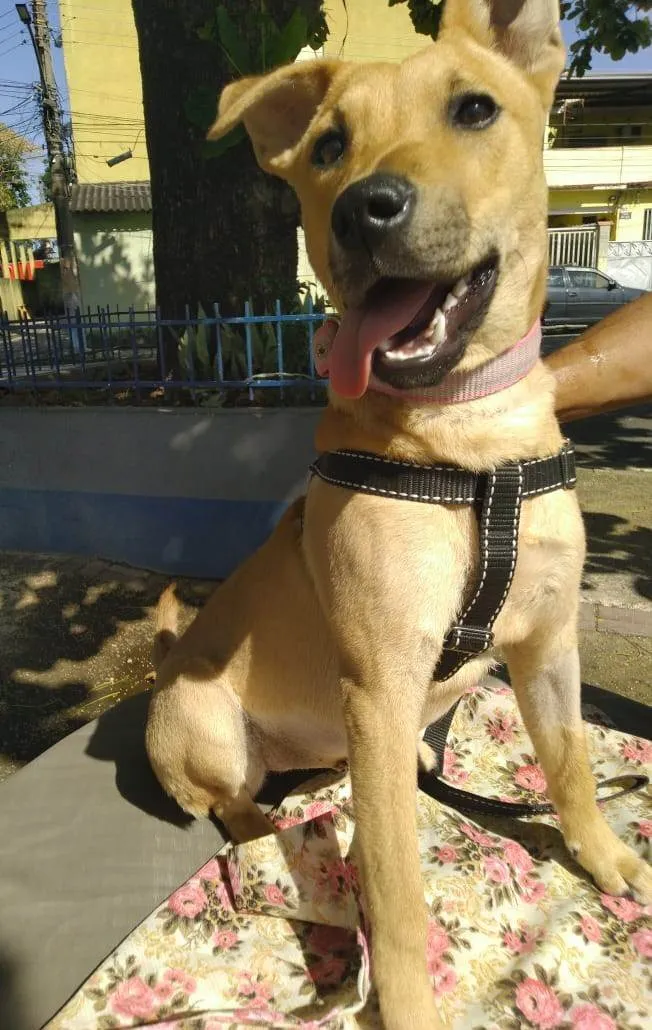 Cachorro ra a SRD-ViraLata idade 7 a 11 meses nome Vitoria