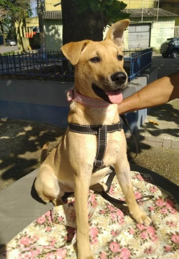 Cachorro ra a SRD-ViraLata idade 7 a 11 meses nome Vitoria