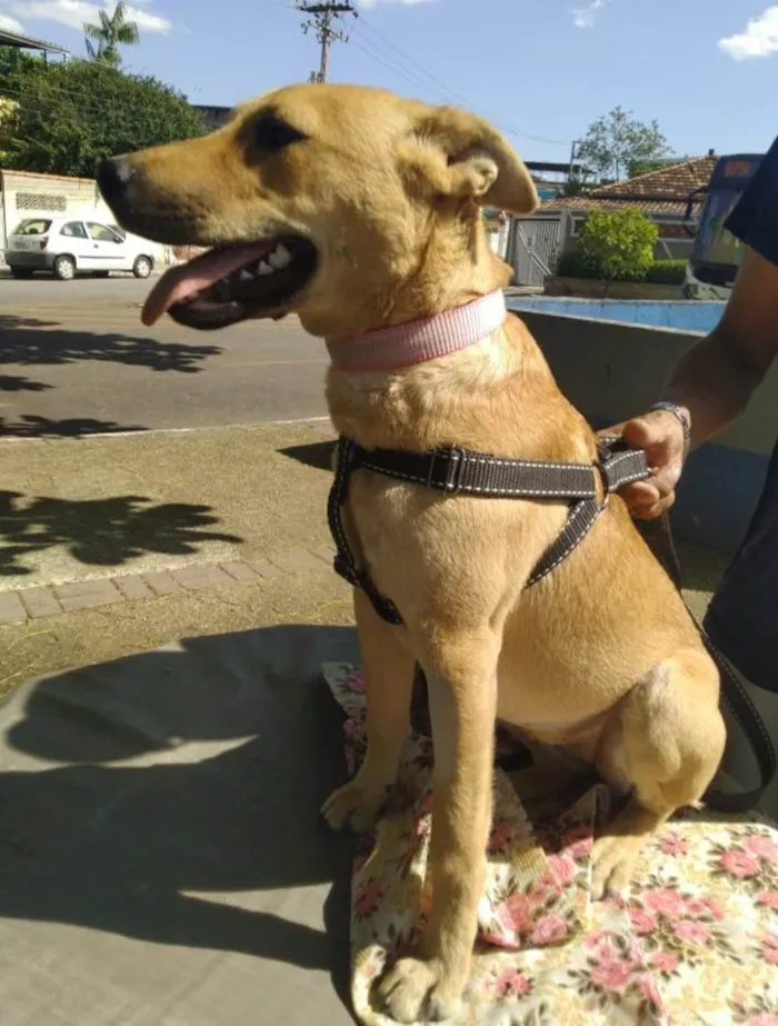 Cachorro ra a SRD-ViraLata idade 7 a 11 meses nome Vitoria