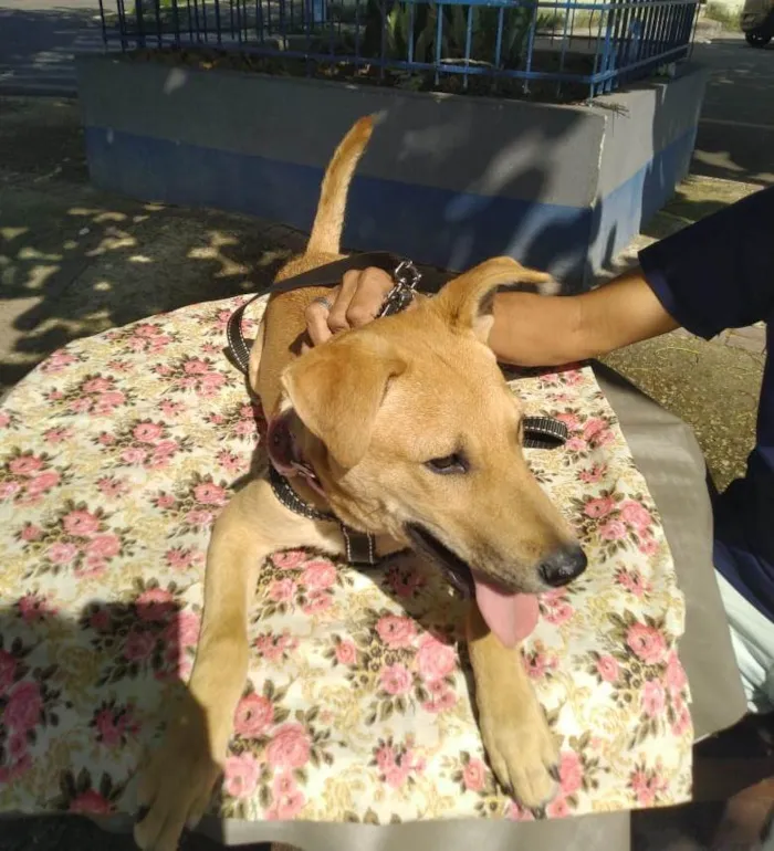 Cachorro ra a SRD-ViraLata idade 7 a 11 meses nome Vitoria