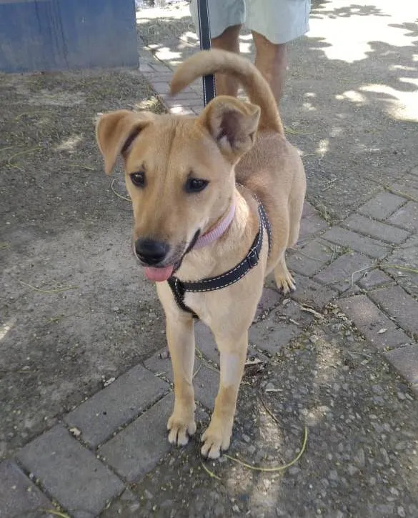 Cachorro ra a SRD-ViraLata idade 7 a 11 meses nome Vitoria