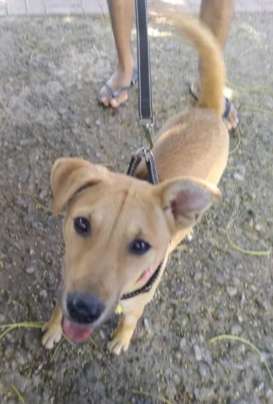 Cachorro ra a SRD-ViraLata idade 7 a 11 meses nome Vitoria
