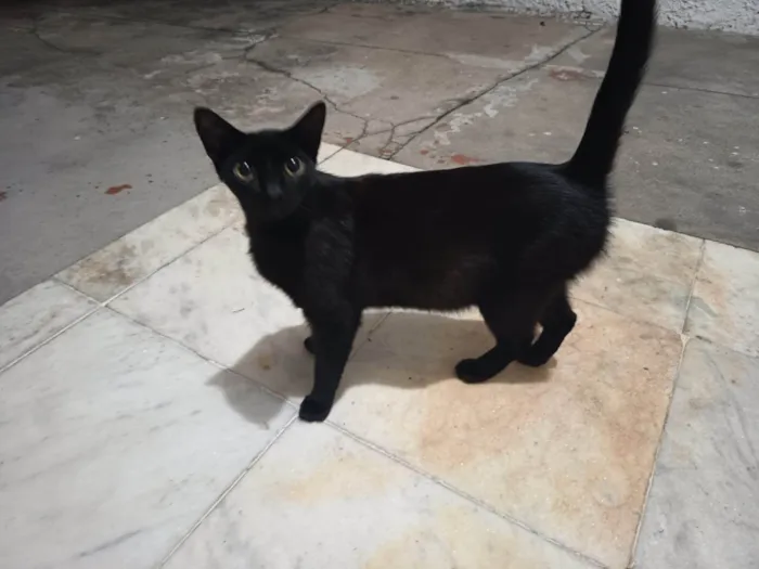 Gato ra a SRD-ViraLata idade 7 a 11 meses nome Nininha