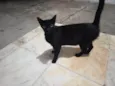 Nininha