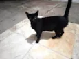 Nininha