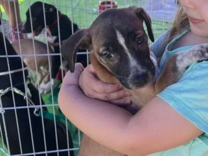 Cachorro raça SRD-ViraLata idade 2 a 6 meses nome Vandinha tomou 1° dose da vacina