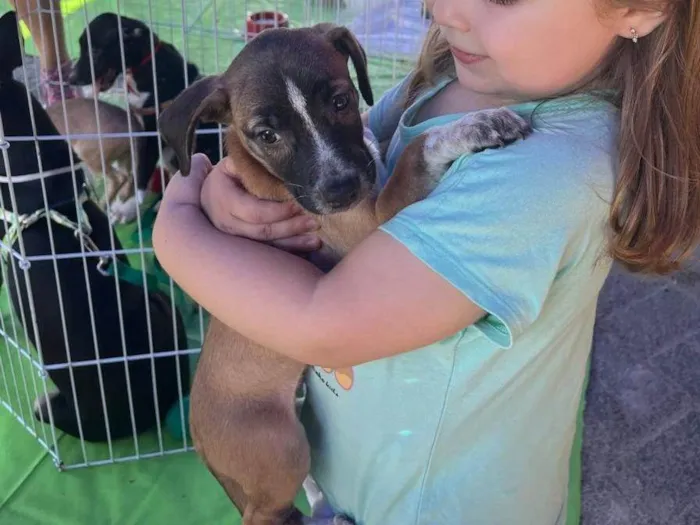 Cachorro ra a SRD-ViraLata idade 2 a 6 meses nome Vandinha tomou 1° dose da vacina 