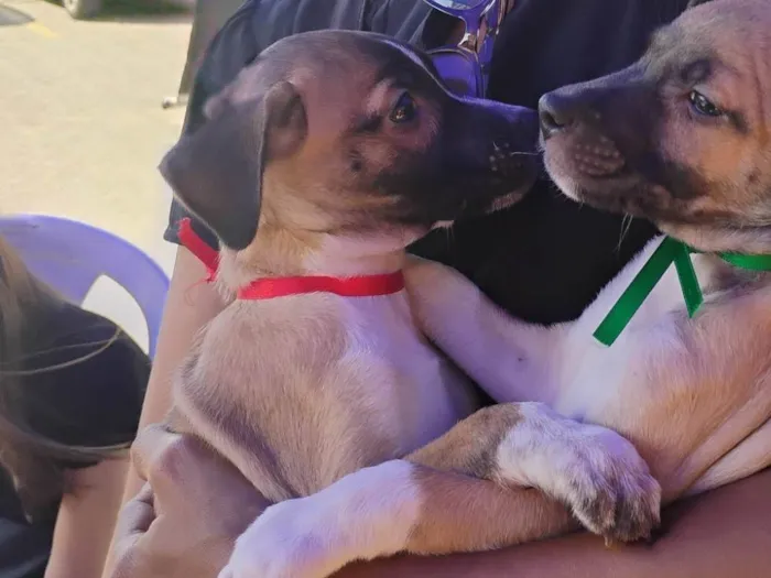 Cachorro ra a SRD-ViraLata idade 2 a 6 meses nome Vandinha tomou 1° dose da vacina 