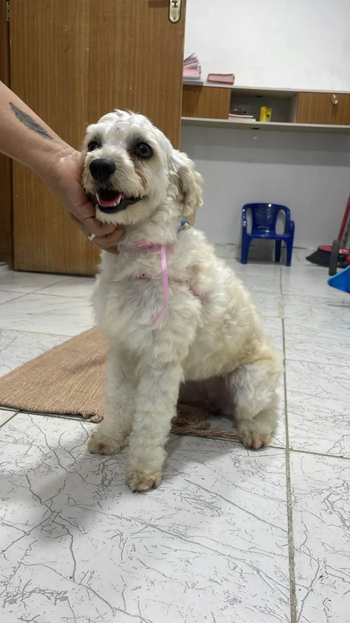 Cachorro ra a Poodle idade 3 anos nome Luna