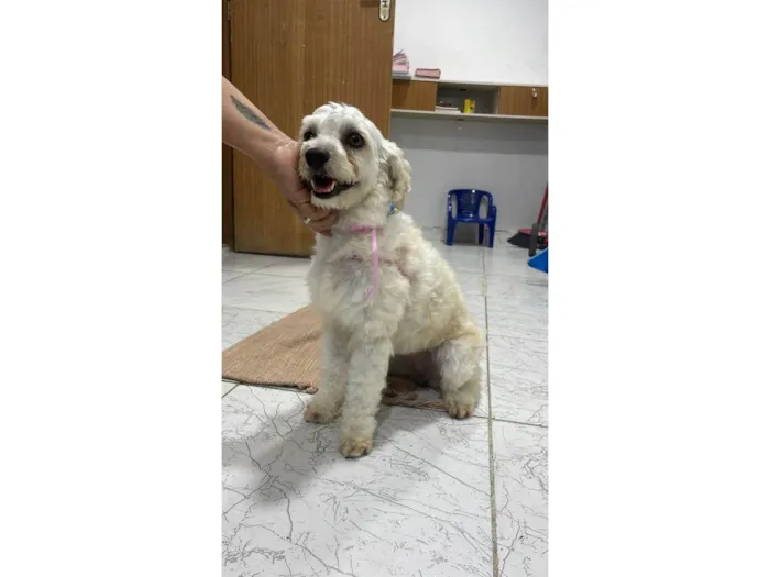 Cachorro ra a Poodle idade 3 anos nome Luna