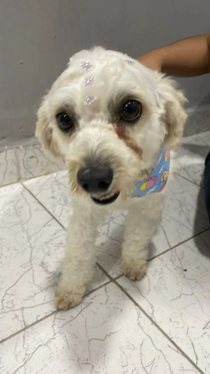 Cachorro ra a Poodle idade 3 anos nome Luna