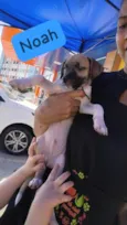 Noah já tomou a 1° dose da vacina viral