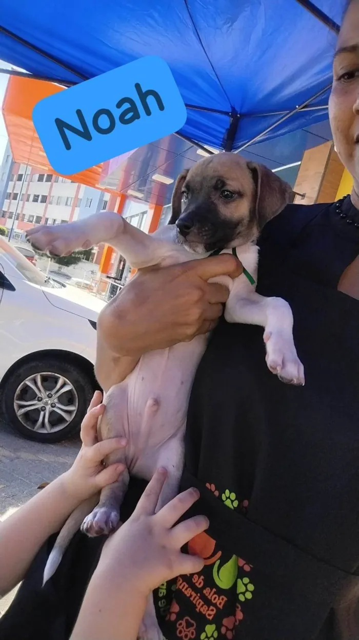 Cachorro ra a SRD-ViraLata idade Abaixo de 2 meses nome Noah já tomou a 1° dose da vacina viral