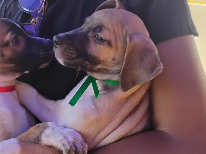 Cachorro ra a SRD-ViraLata idade Abaixo de 2 meses nome Noah já tomou a 1° dose da vacina viral