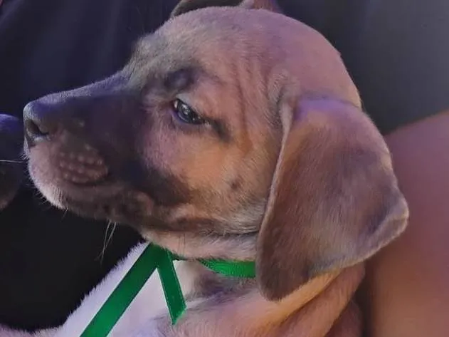 Cachorro ra a SRD-ViraLata idade Abaixo de 2 meses nome Noah já tomou a 1° dose da vacina viral