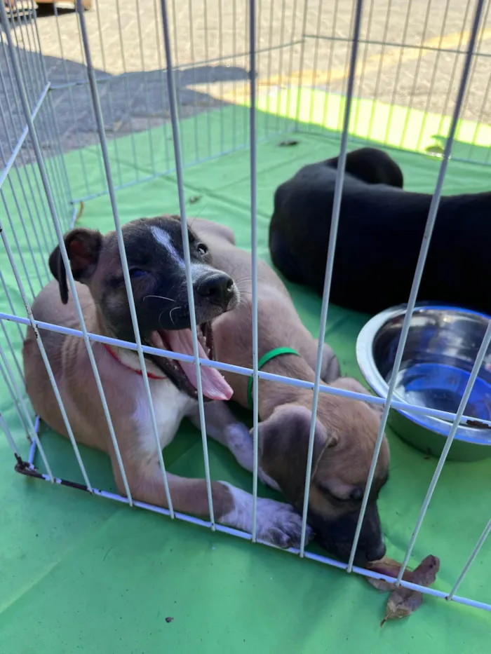 Cachorro ra a SRD-ViraLata idade Abaixo de 2 meses nome Noah já tomou a 1° dose da vacina viral