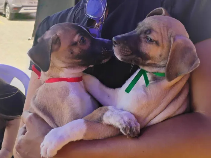 Cachorro ra a SRD-ViraLata idade Abaixo de 2 meses nome Noah já tomou a 1° dose da vacina viral