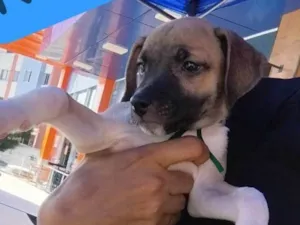 Cachorro raça SRD-ViraLata idade Abaixo de 2 meses nome Noah já tomou a 1° dose da vacina viral