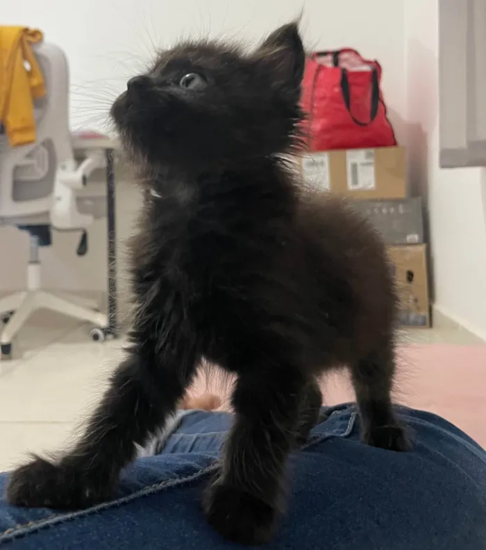 Gato ra a SRD-ViraLata idade Abaixo de 2 meses nome Black 