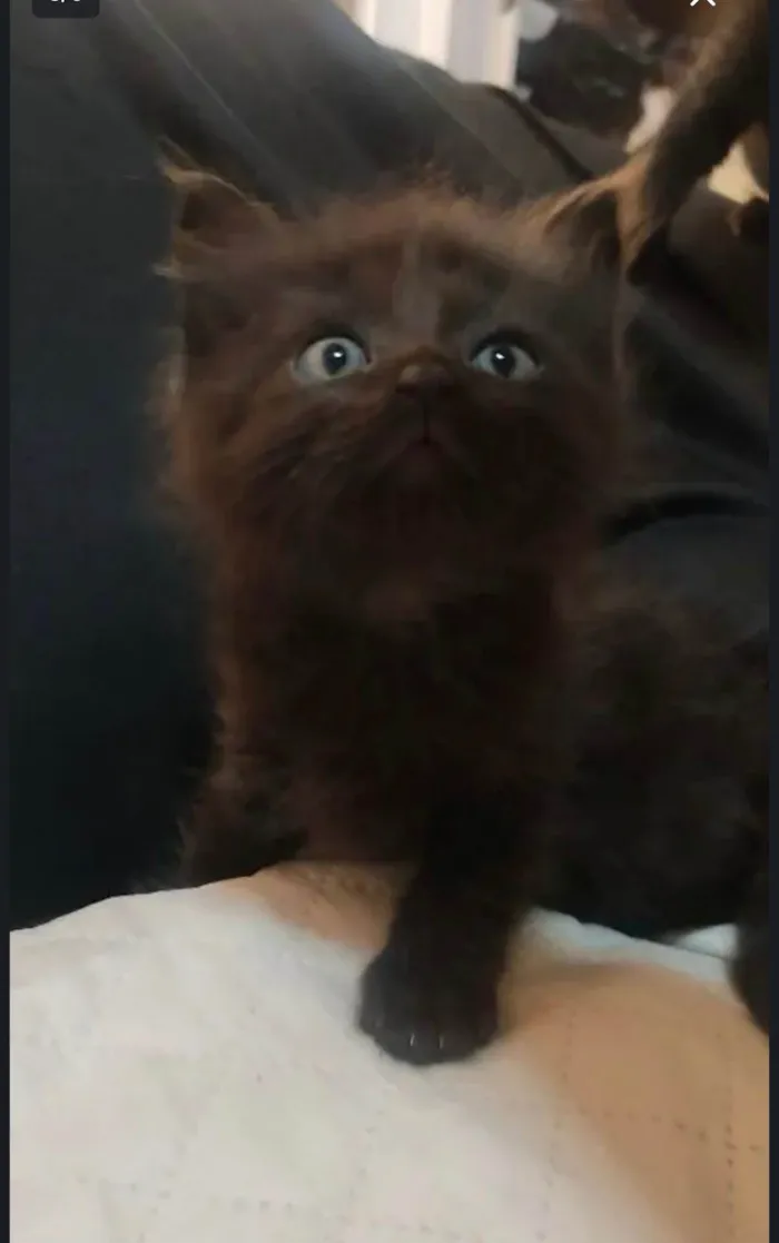 Gato ra a SRD-ViraLata idade Abaixo de 2 meses nome Black 