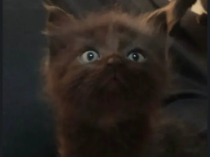 Gato ra a SRD-ViraLata idade Abaixo de 2 meses nome Black 
