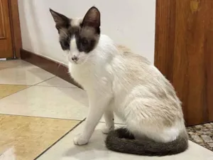 Gato raça SRD-ViraLata idade 7 a 11 meses nome Lisa