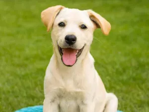 Cachorro raça SRD-ViraLata idade 2 a 6 meses nome Tapioca