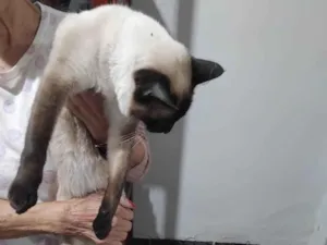 Gato raça Siamês idade 3 anos nome Dolly