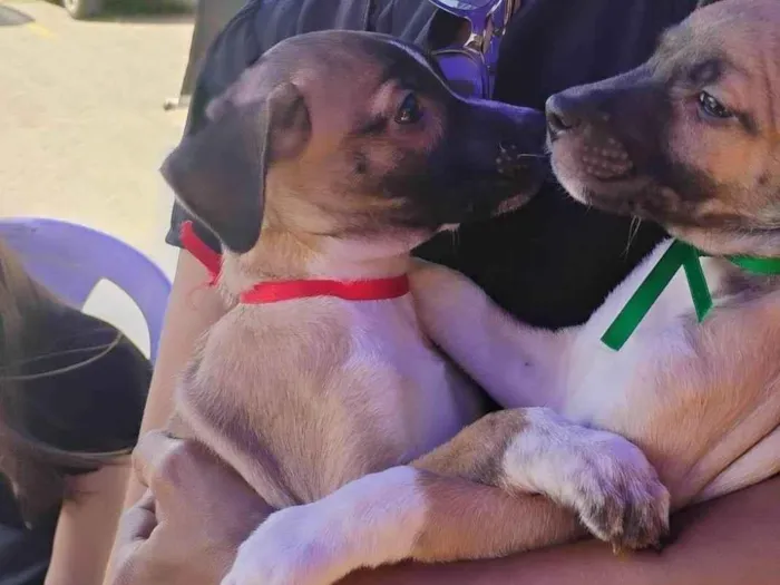 Cachorro ra a SRD-ViraLata idade 2 a 6 meses nome Vandinha tomou 1° dose da vacina 