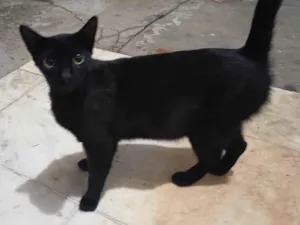 Gato raça SRD-ViraLata idade 7 a 11 meses nome Nininha
